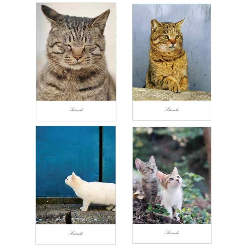 猫 ポストカード 写真 日本製 キジトラ シャム猫 白猫 インテリアポストカード ファインペーパー プレゼント
