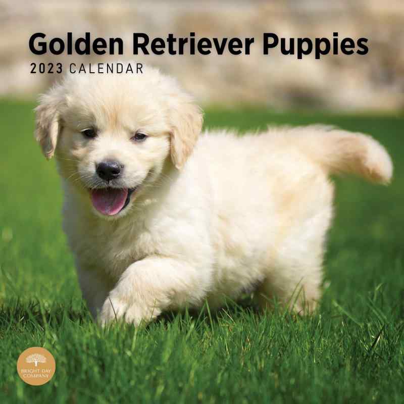 2023 Golden Retriever Puppies Monthly Wall Calendar by Bright Day, 12 x 12 Inch, Cute Dog
