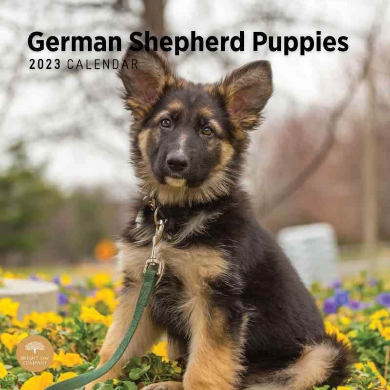 2023 German Shepherd Puppies Monthly Wall Calendar by Bright Day, 12 x 12 Inch, Cute Dog